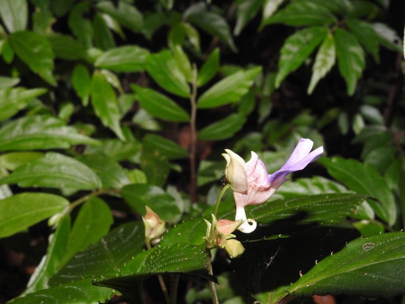 Impatiens uncinata, photographed by Hopeland