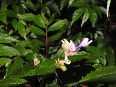 Impatiens uncinata, photographed by Hopeland
