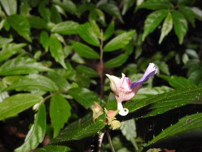 Impatiens uncinata, photographed by Hopeland