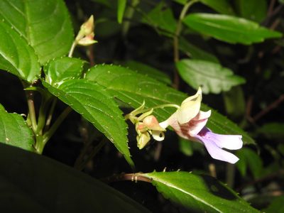 Impatiens uncinata, photographed by Hopeland