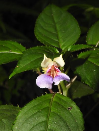 Impatiens uncinata, photographed by Hopeland