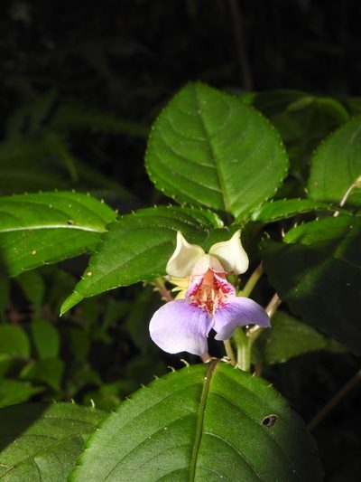 Impatiens uncinata, photographed by Hopeland