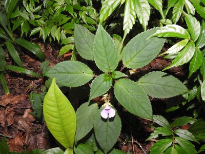 Impatiens uncinata, photographed by Hopeland