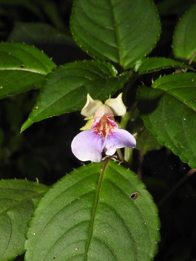 Impatiens uncinata, photographed by Hopeland