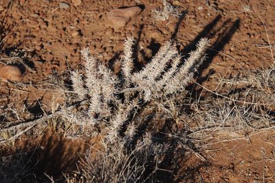 Aptosimum spinescens, photographed by Tony Rebelo