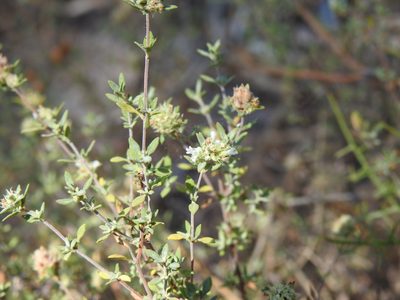 Thymus albicans, photographed by Duarte Frade