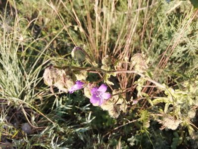 Campanula komarovii, photographed by Tatiana Strus