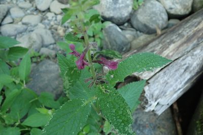 Stachys chamissonis, photographed by Randal