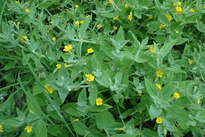 Erythranthe ptilota, photographed by Randal