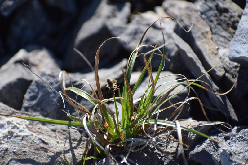 Carex rupestris, photographed by Syd Cannings