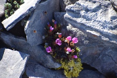 Androsace constancei, photographed by Syd Cannings