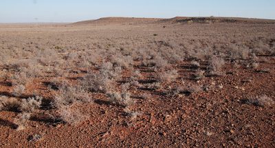 Rhigozum obovatum, photographed by Tony Rebelo