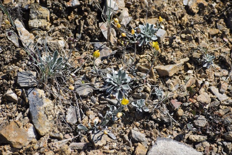 Physaria arctica, photographed by Syd Cannings