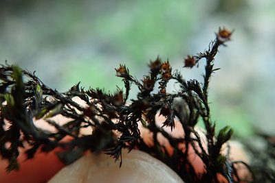 Schistidium rivulare, photographed by Randal