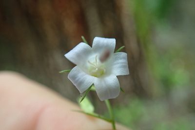 Campanula scouleri, photographed by Randal
