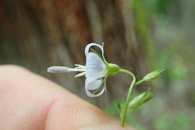 Campanula scouleri, photographed by Randal