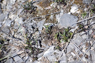 Campanula aurita, photographed by Syd Cannings