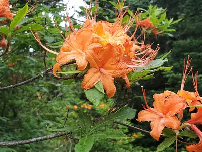 Rhododendron calendulaceum, photographed by Craig Martin