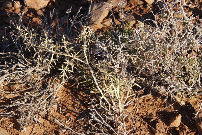 Asparagus striatus, photographed by Tony Rebelo