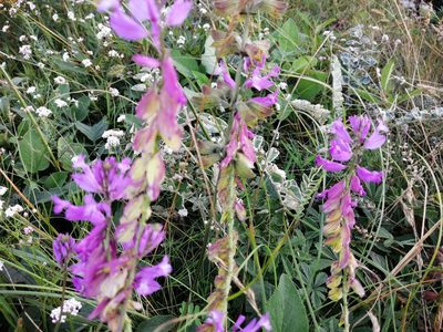 Polygala major, photographed by Tatiana Strus