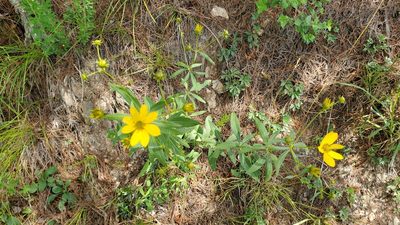 Coreopsis major, photographed by Brian Magurn