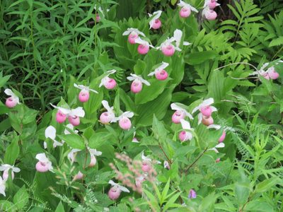 Cypripedium reginae, photographed by Renee MacQuarrie