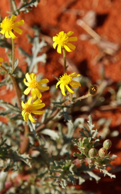 Senecio consanguineus, photographed by Tony Rebelo