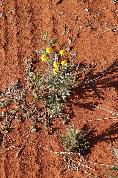 Senecio consanguineus, photographed by Tony Rebelo