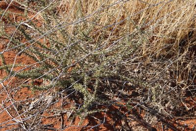 Rhigozum trichotomum, photographed by Tony Rebelo