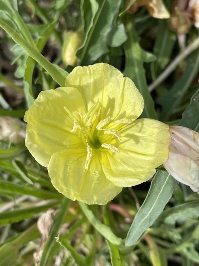 Oenothera flava, photographed by Luke Padon