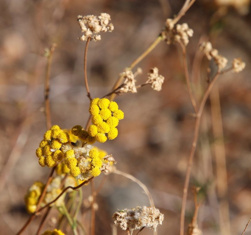 Nidorella resedifolia, photographed by Tony Rebelo