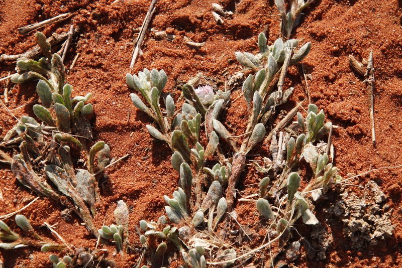 Helichrysum argyrosphaerum, photographed by Tony Rebelo