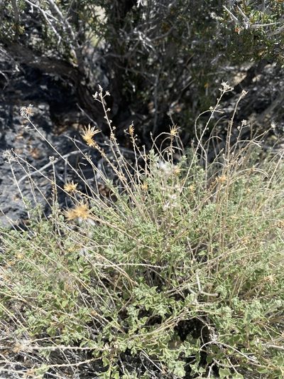 Brickellia microphylla, photographed by Matt Berger