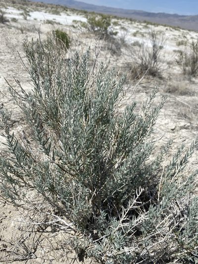 Neokochia americana, photographed by Matt Berger