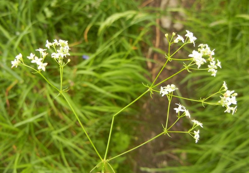 Galium sterneri, photographed by Jon Mortin