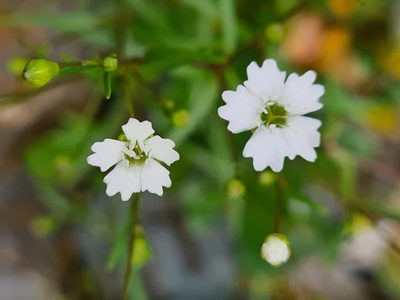 Heliosperma pusillum, photographed by Jacek Pietruszewski