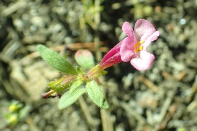 Diplacus torreyi, photographed by Steve Woodward