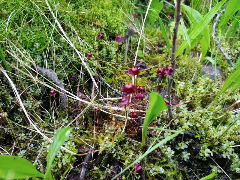 Splachnum rubrum, photographed by Reuven Martin