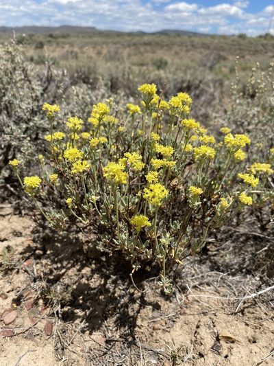 Eriogonum sphaerocephalum, photographed by Matt Berger