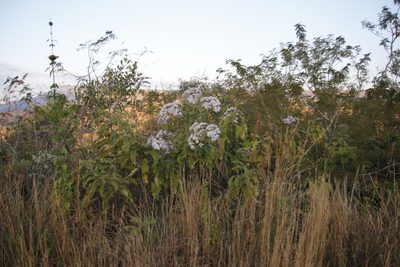 Gymnanthemum myrianthum, photographed by Tony Rebelo