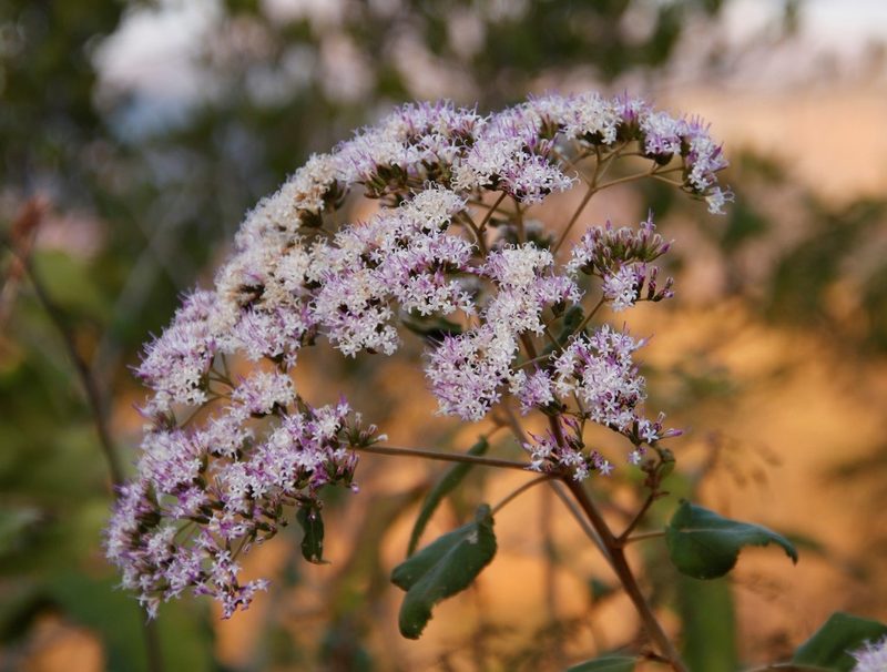 Gymnanthemum myrianthum, photographed by Tony Rebelo
