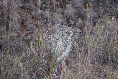 Hilliardiella aristata, photographed by Tony Rebelo