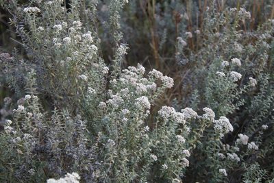 Tenrhynea phylicifolia, photographed by Tony Rebelo