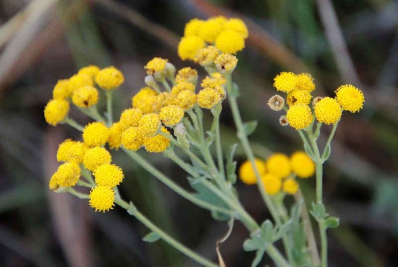 Schistostephium crataegifolium, photographed by Tony Rebelo