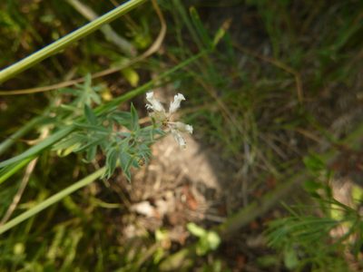 Lotus germanicus, photographed by Gabriel Mayrhofer