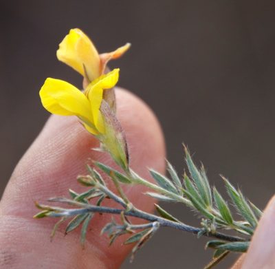 Pearsonia aristata, photographed by Tony Rebelo