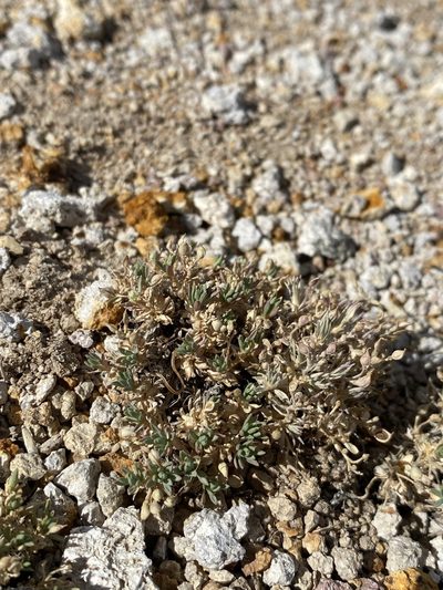 Cusickiella douglasii, photographed by Matt Berger
