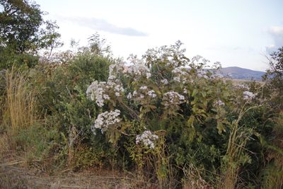 Gymnanthemum myrianthum, photographed by Tony Rebelo
