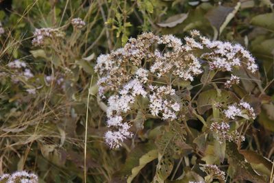 Gymnanthemum myrianthum, photographed by Tony Rebelo