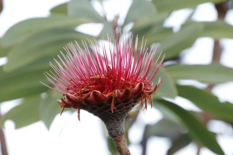Protea laetans, photographed by Tony Rebelo